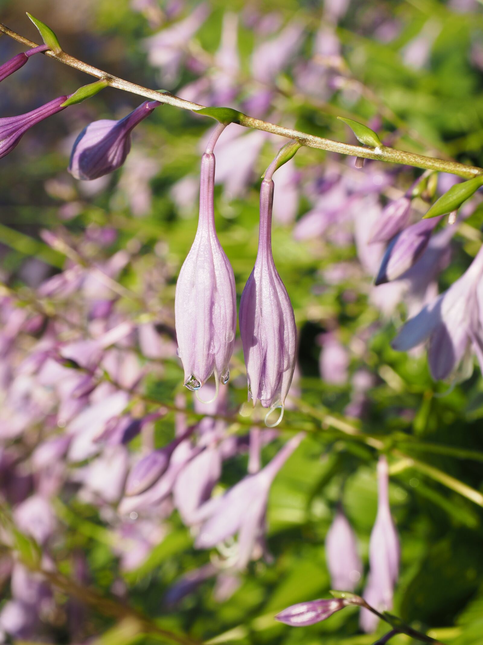 Olympus OM-D E-M1 + Olympus M.Zuiko Digital ED 12-40mm F2.8 Pro sample photo. Plantain lily, flowers, violet photography