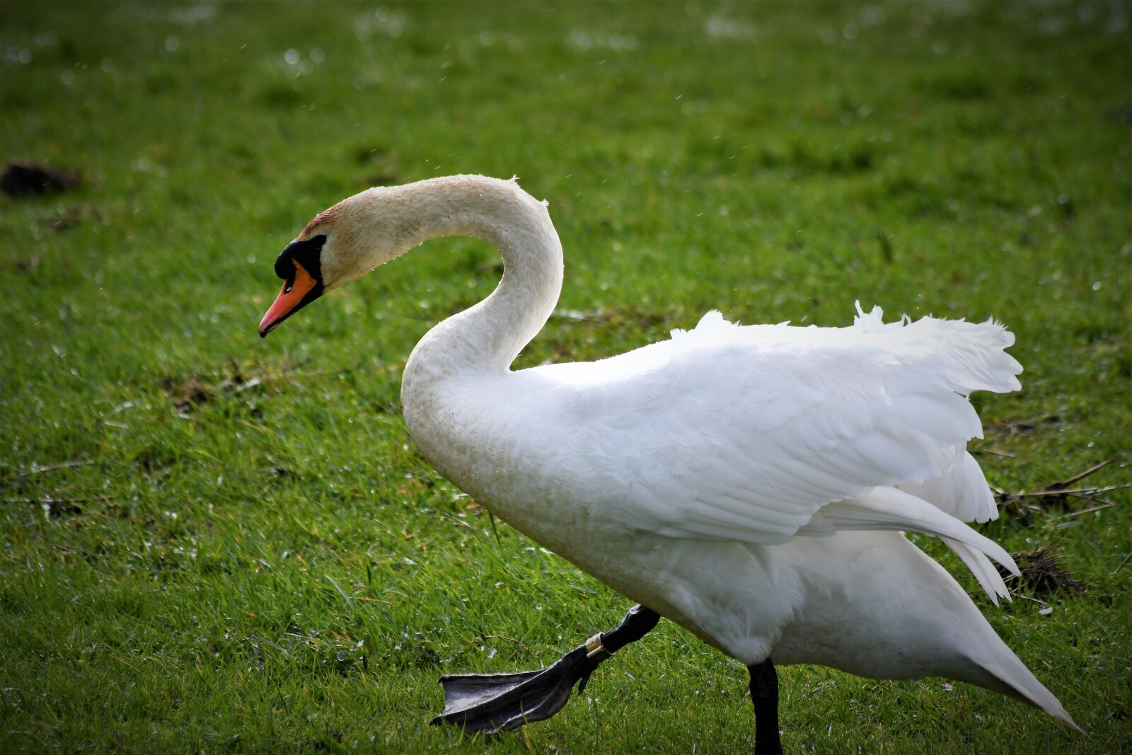Nikon D7500 sample photo. Swan, close up, portrait photography