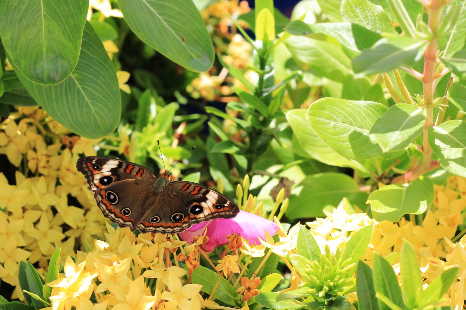 Canon EOS 600D (Rebel EOS T3i / EOS Kiss X5) + Canon EF 50mm F1.8 STM sample photo. Butterfly, wings, flying insect photography