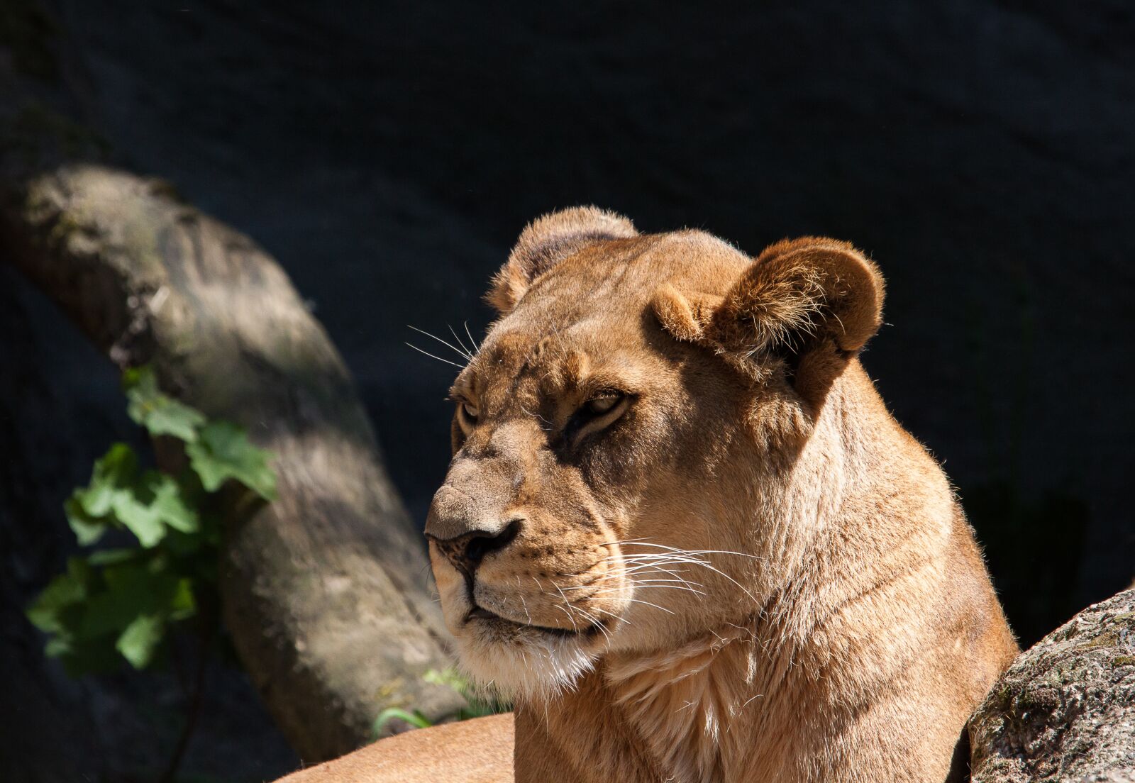 Canon EOS 50D sample photo. Lion, lioness, predator photography