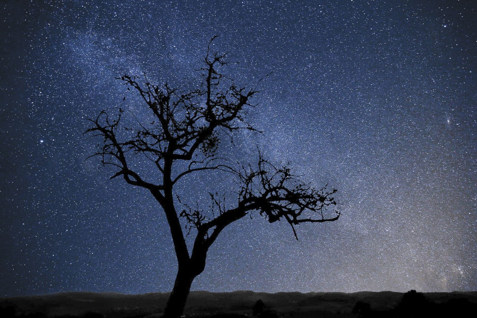Canon EOS 50D sample photo. Tree, stars, milkyway photography