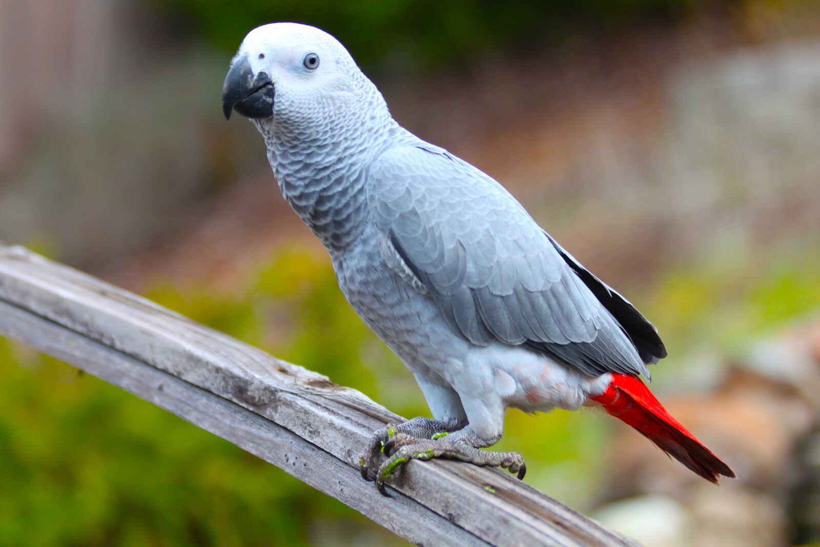 Canon EOS 500D (EOS Rebel T1i / EOS Kiss X3) sample photo. Parrot, bird, wildlife photography