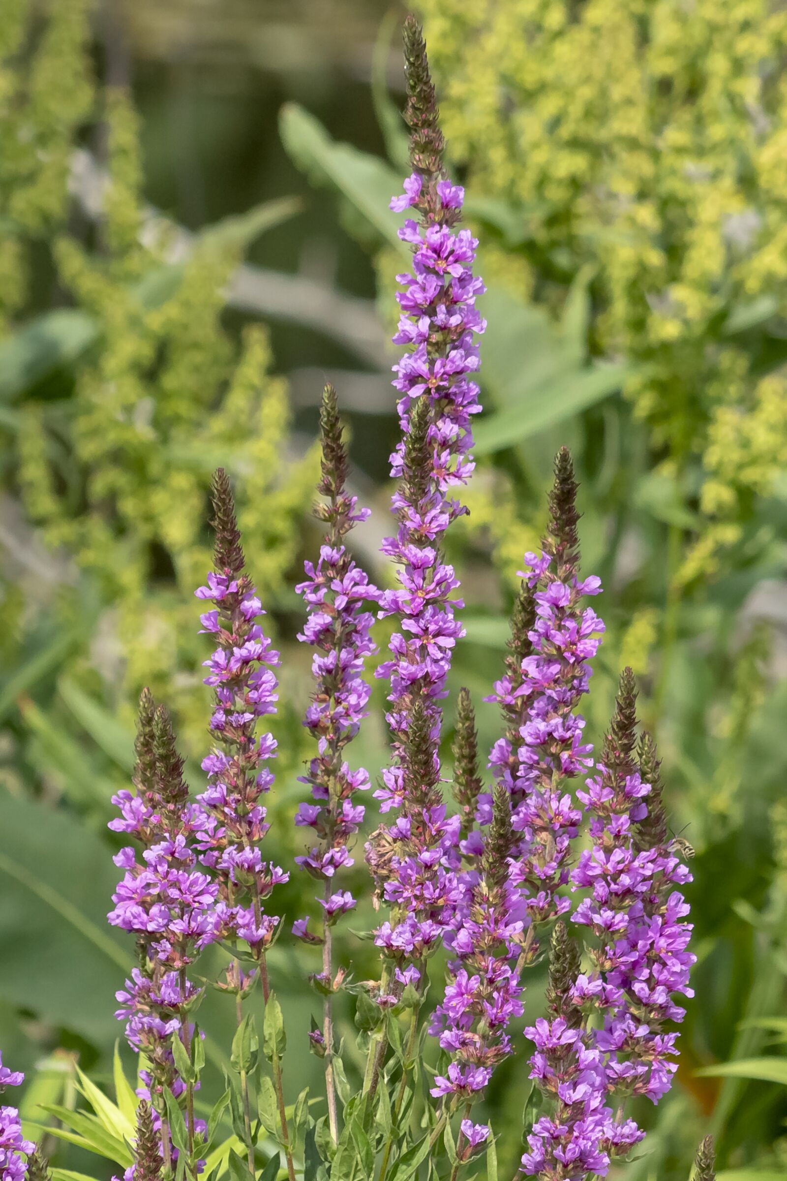 Canon EF75-300mm f/4-5.6 sample photo. Wildflower, meadow flower, flower photography