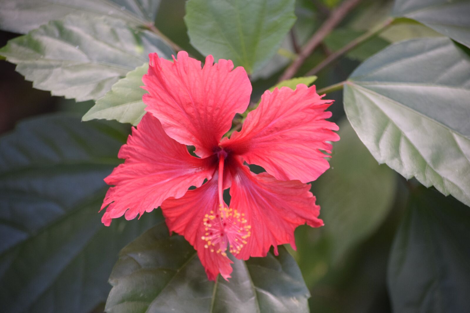 Nikon D3300 sample photo. Flower, nature, summer photography