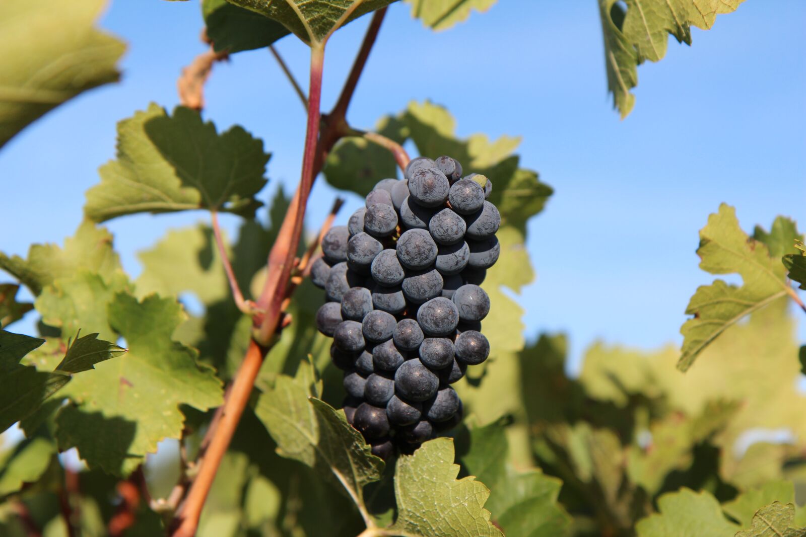Canon EOS 600D (Rebel EOS T3i / EOS Kiss X5) sample photo. Grape, merlot wine, cluster photography