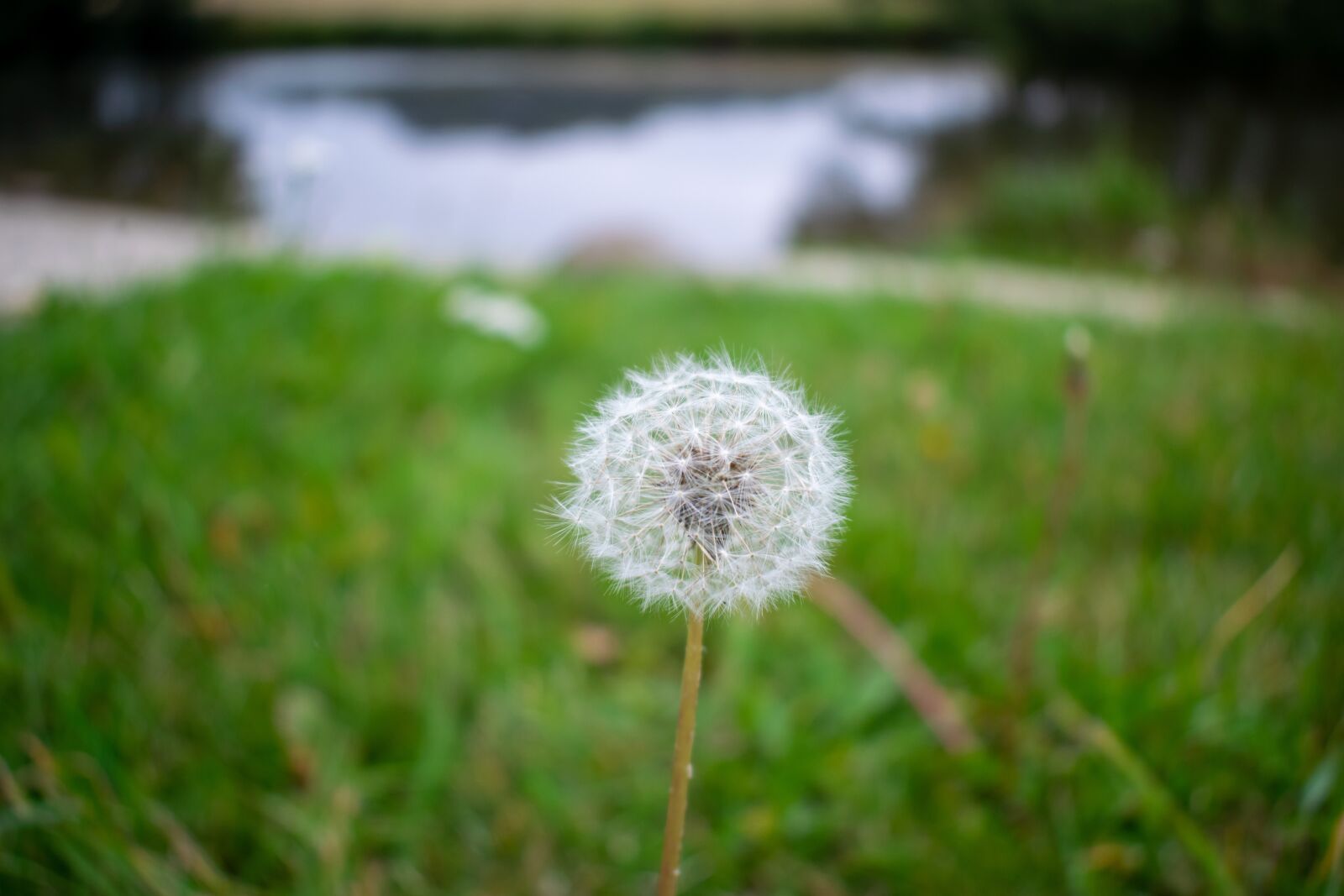 Nikon D5300 sample photo. Dandelion, close up, flower photography