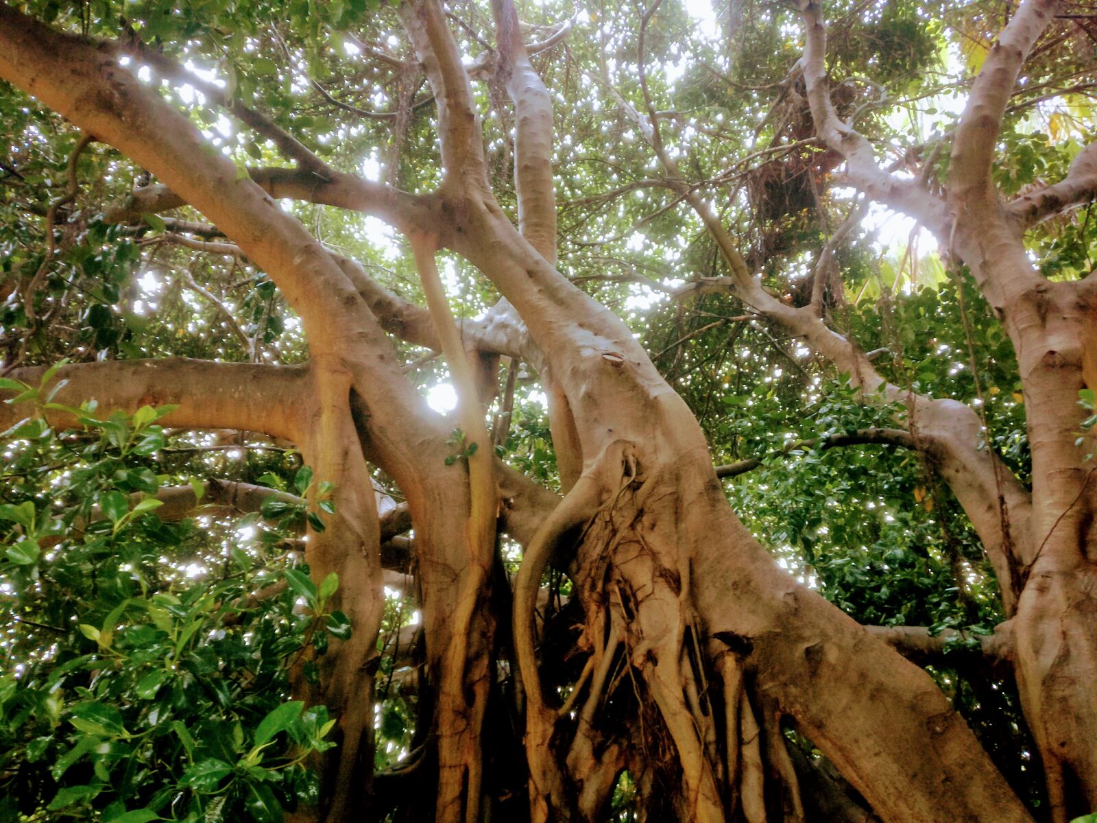 OnePlus A3003 sample photo. Tree, light, nature photography