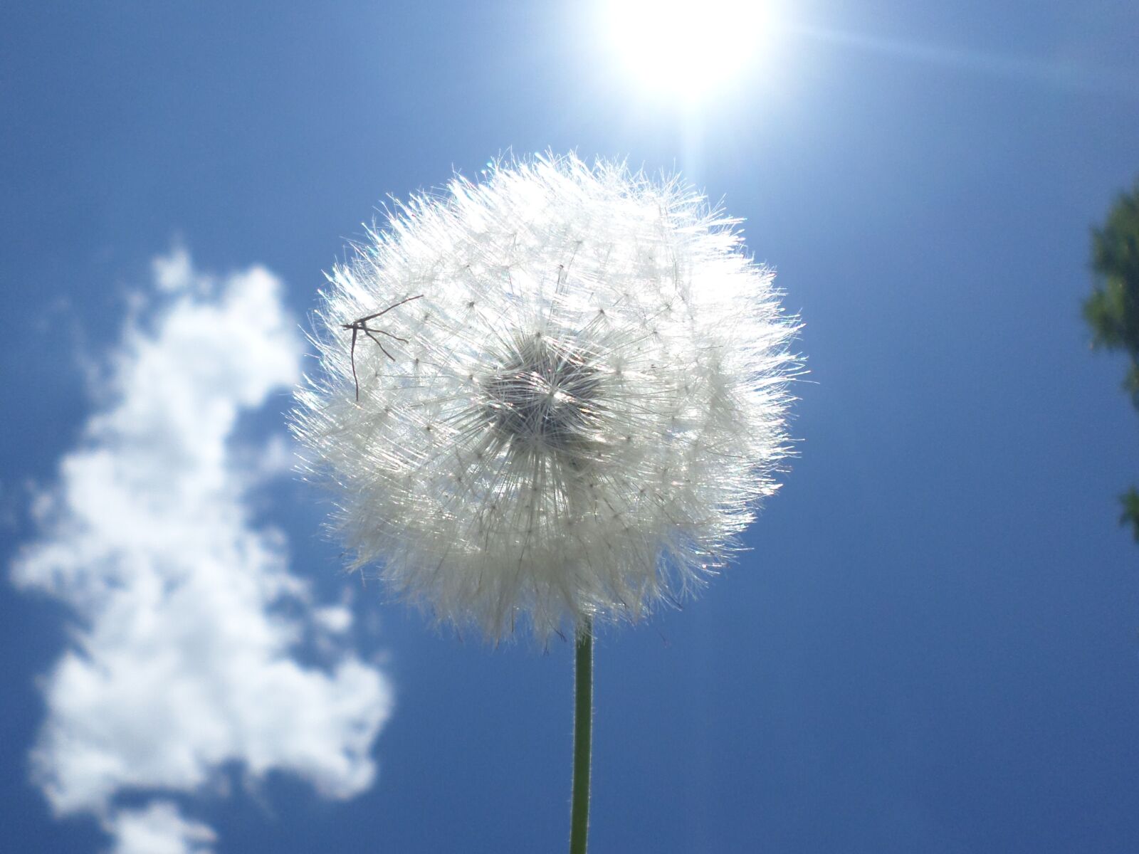 Samsung ST2014F sample photo. Dandelion, sol, nature photography