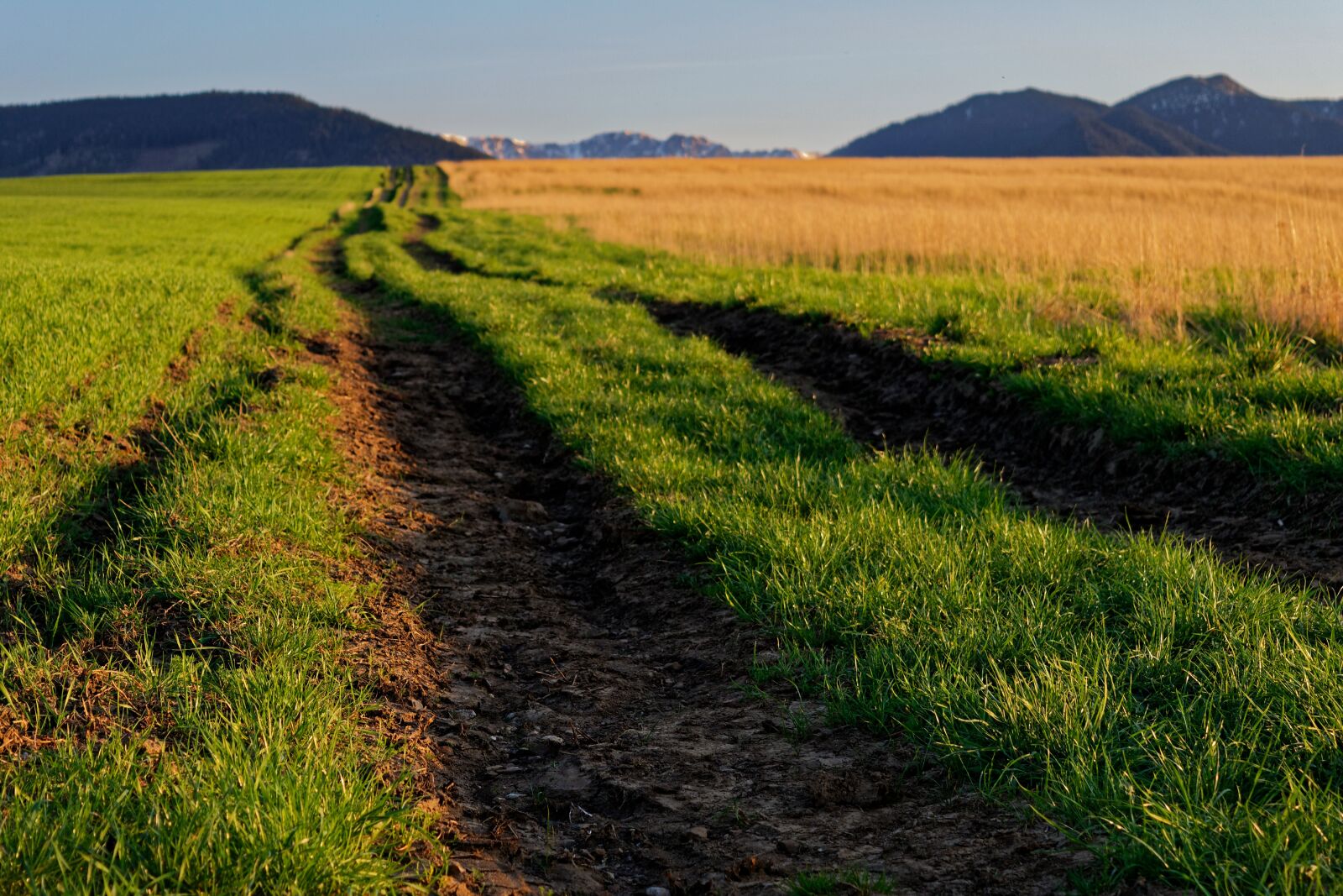 Nikon D3300 sample photo. Path, field, mountains photography