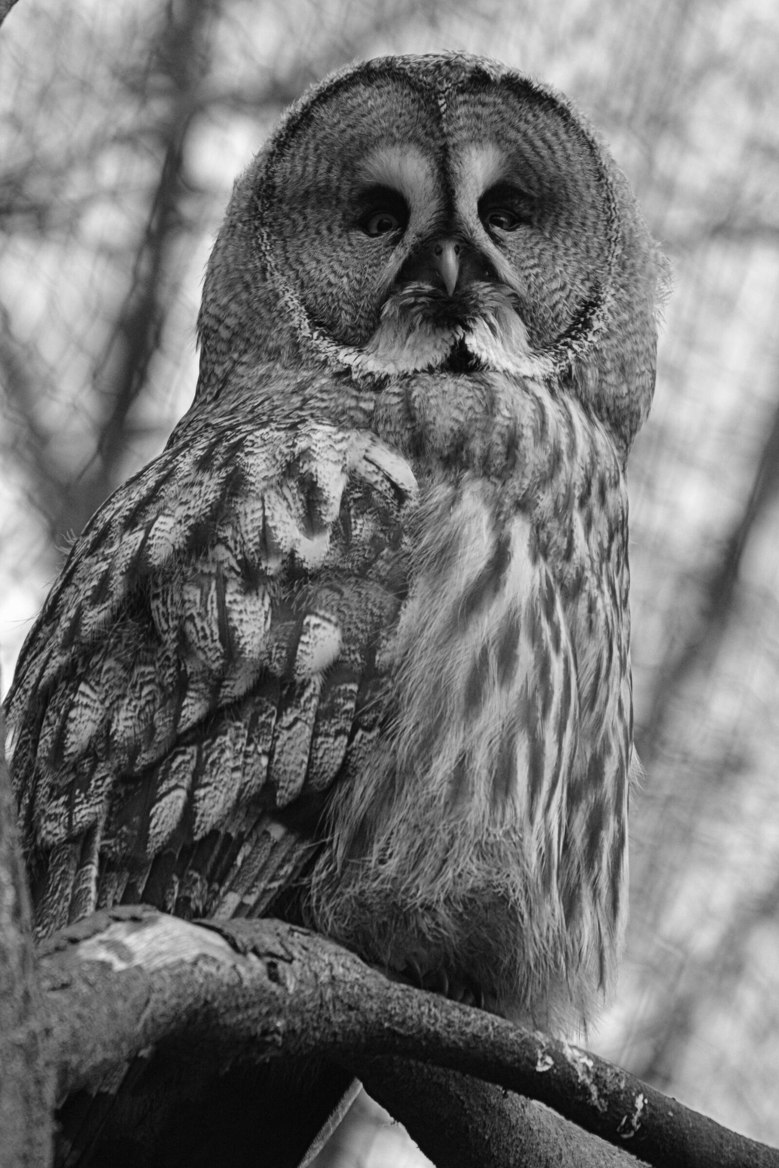 Nikon D5200 sample photo. Owl, screech owl, bird photography