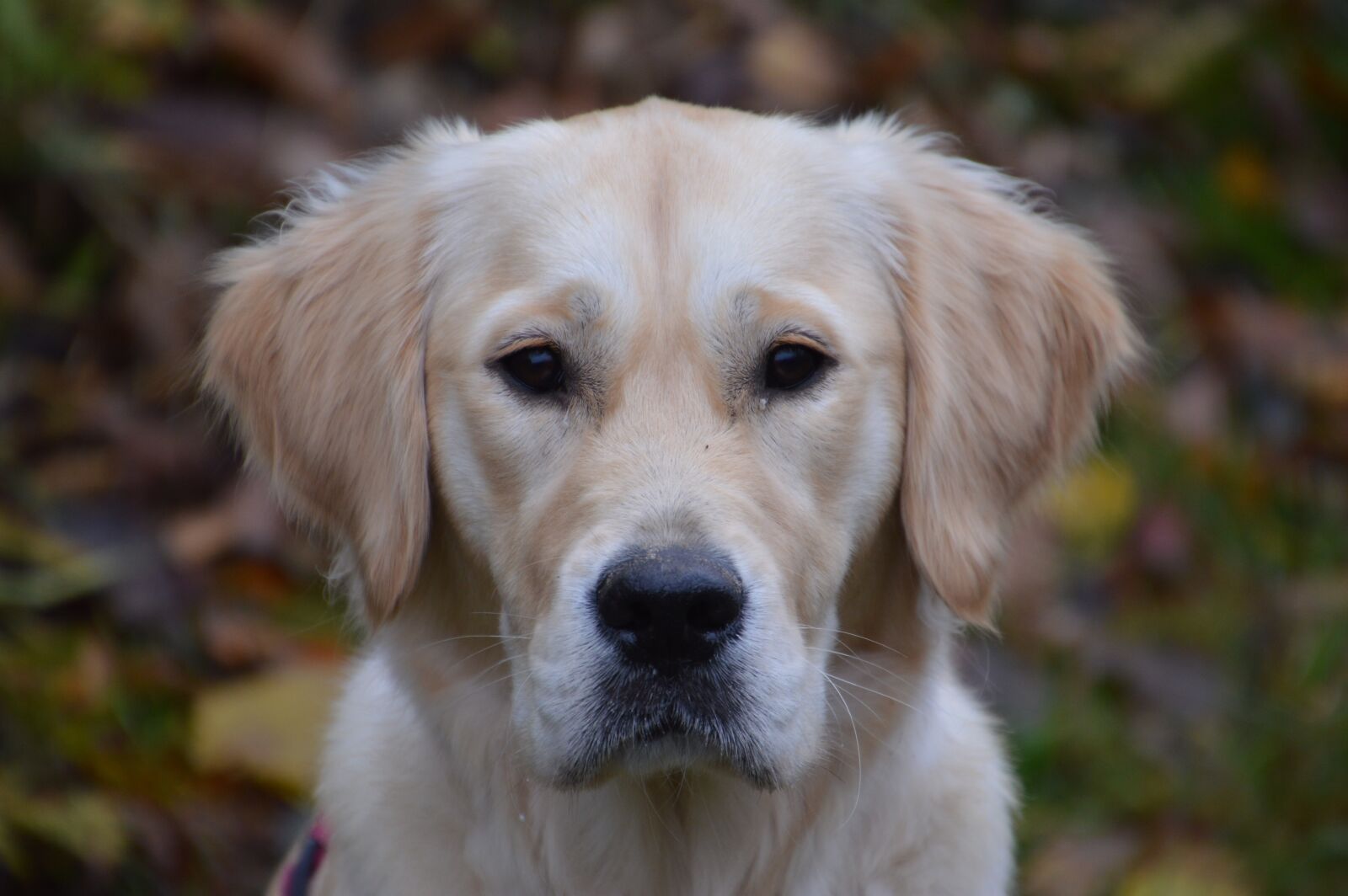 Nikon D3200 sample photo. Golden retriever, animal, dog photography