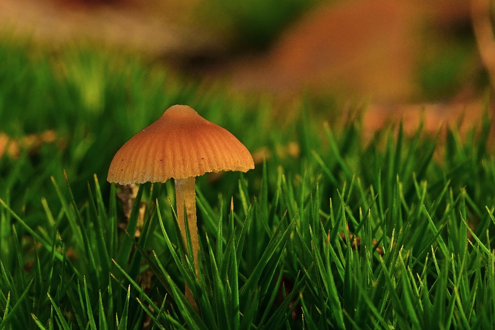 Nikon D5200 sample photo. Forest, autumn, screen fungus photography