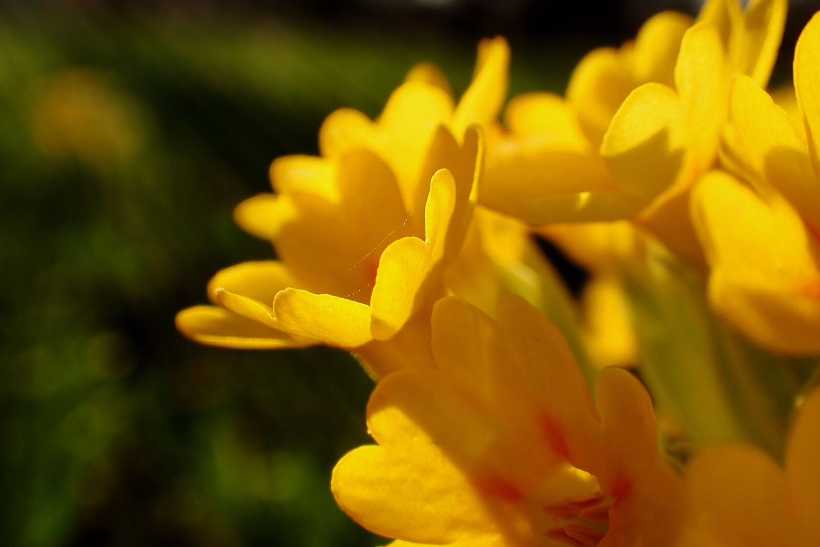 Olympus TG-3 sample photo. Nature, flower, cowslip photography