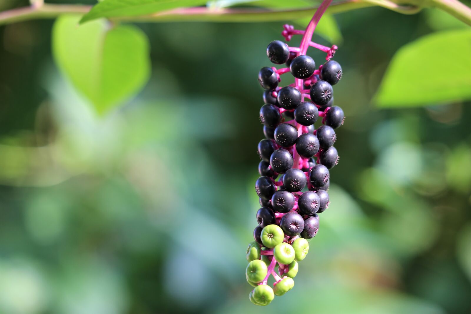 Canon EF 70-300 F4-5.6 IS II USM sample photo. Pokeweed, phytolacca americana, plant photography