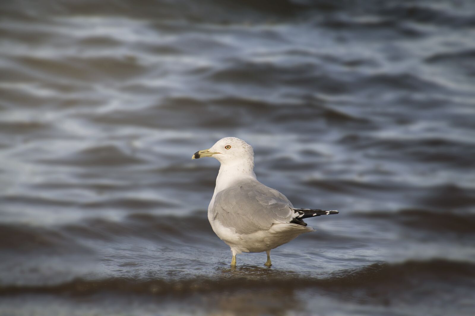 Canon EOS 700D (EOS Rebel T5i / EOS Kiss X7i) sample photo. Bird, nature, water photography