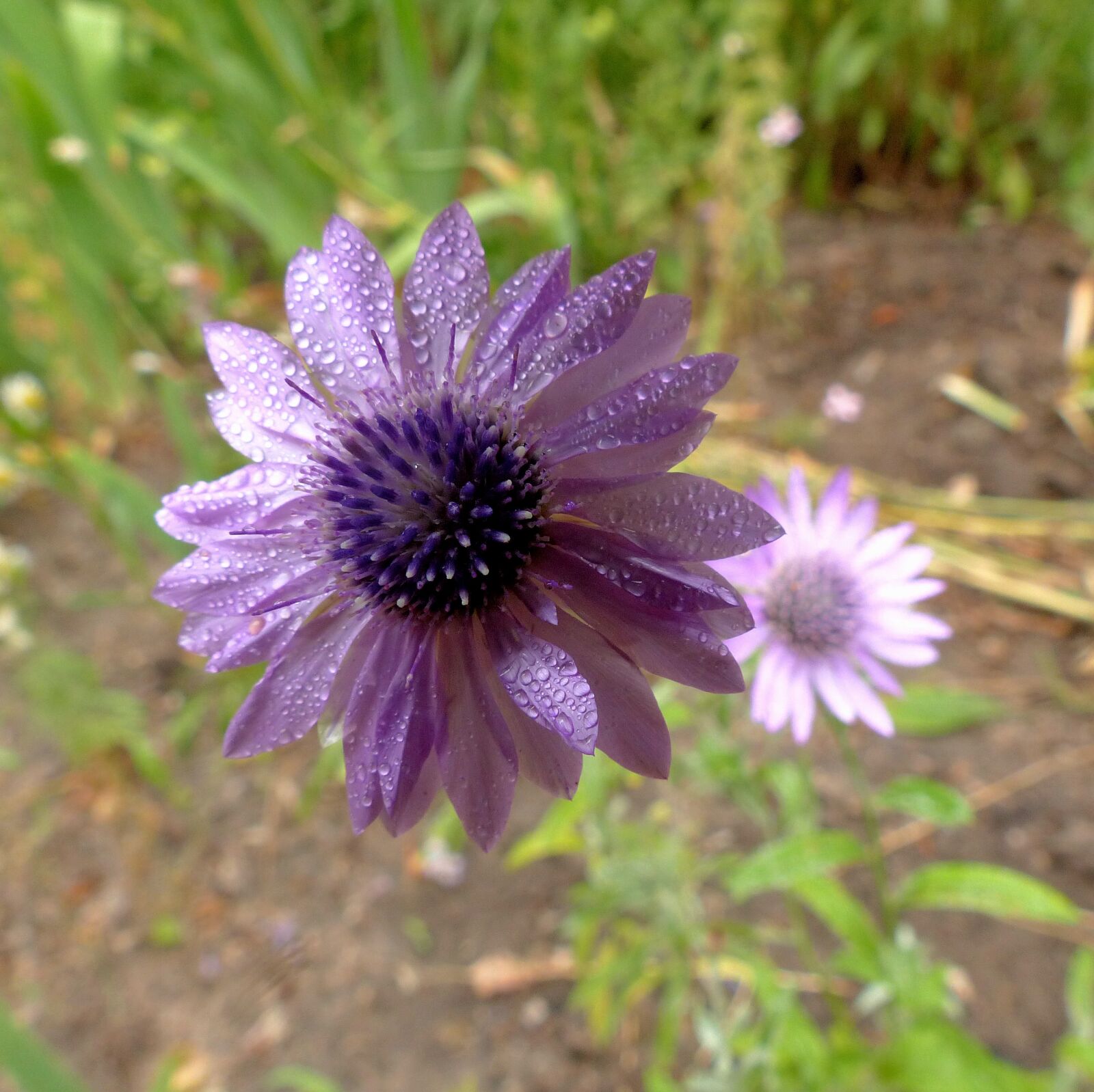 Panasonic Lumix DMC-FZ200 sample photo. Flower, lilac flower, drops photography