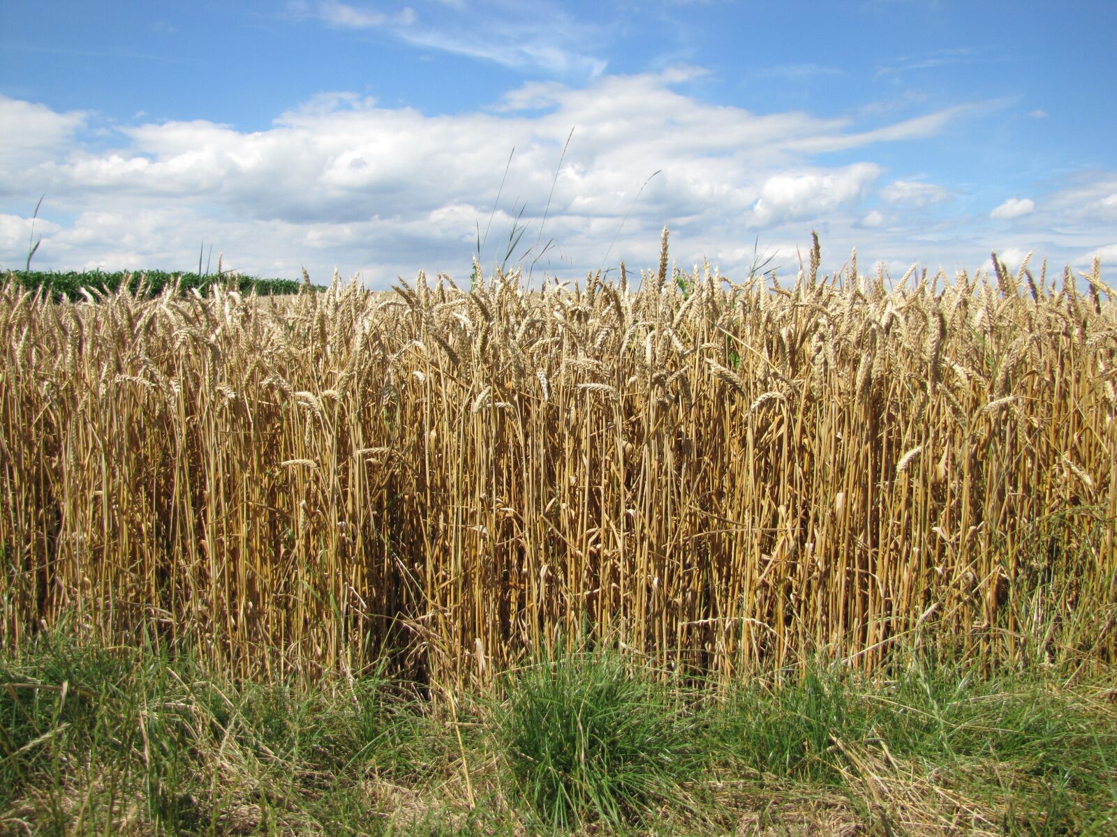 Canon PowerShot SX20 IS sample photo. Field, wheat, dry photography