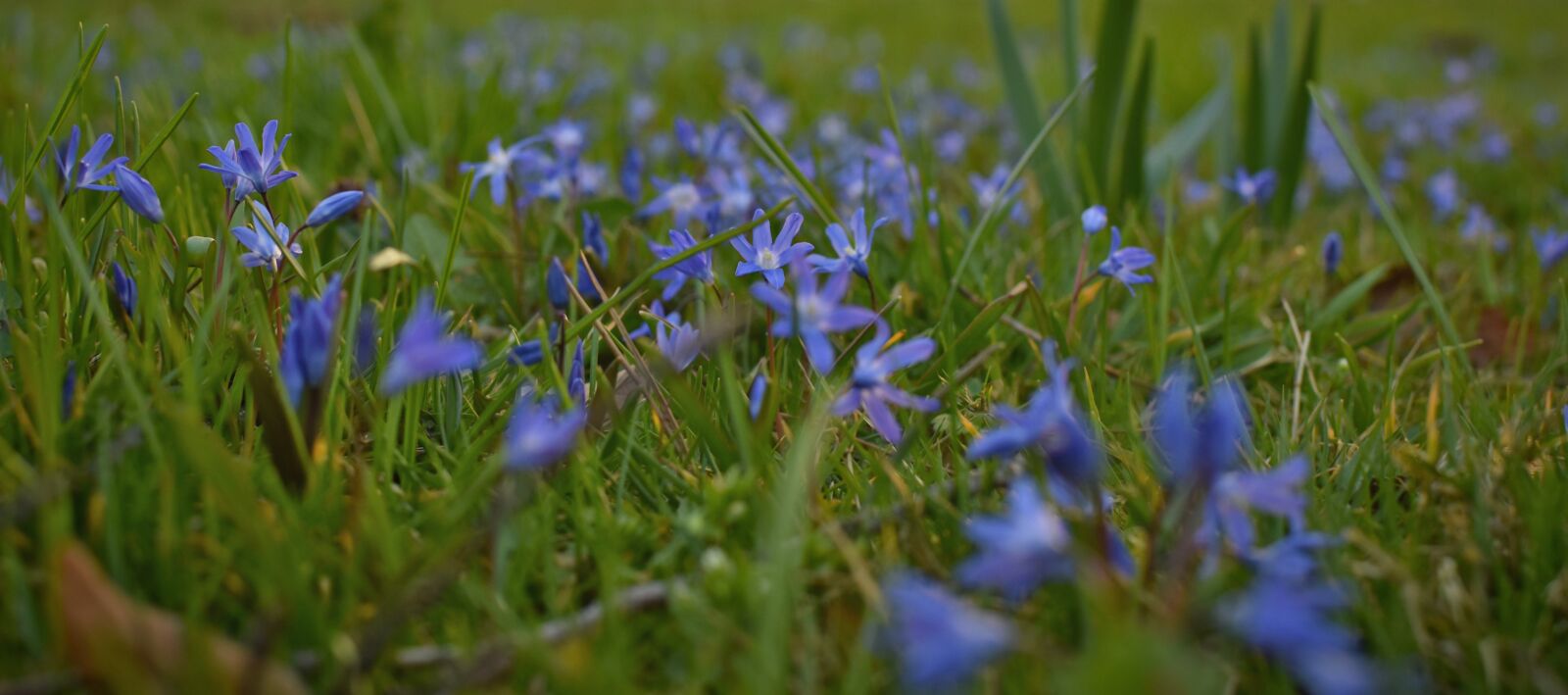 Nikon D5600 sample photo. Meadow, plants, nature photography