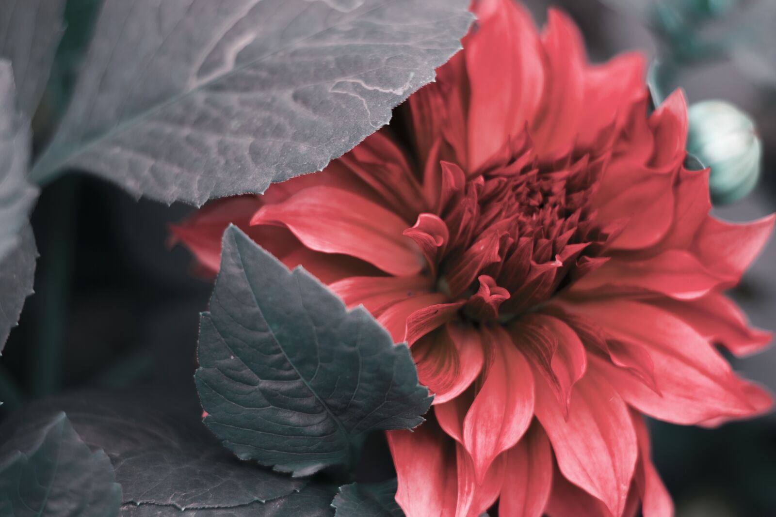 Nikon D3300 sample photo. Red, flower, leaves photography