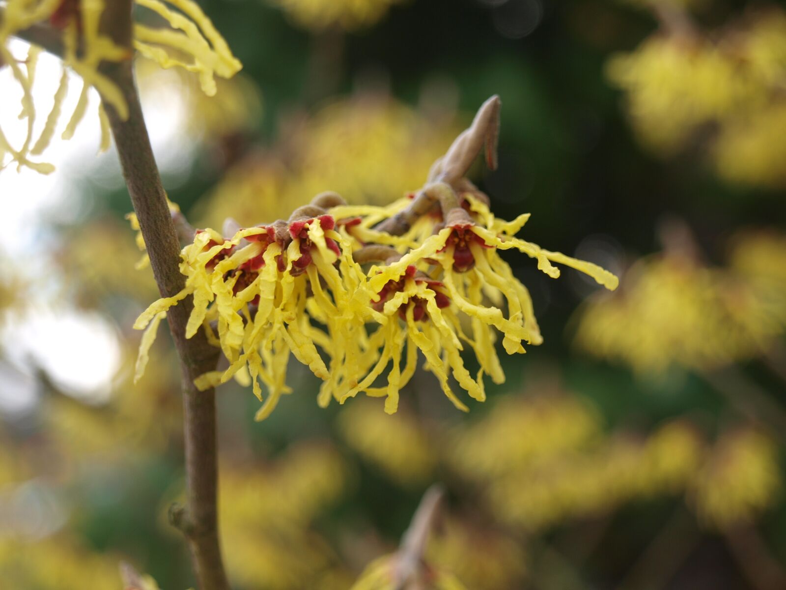 Olympus E-520 (EVOLT E-520) sample photo. Witch hazel, blossom, flower photography