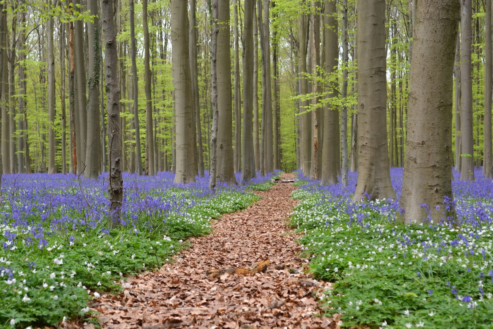 Nikon D5200 sample photo. Nature, forest, hallerbos photography
