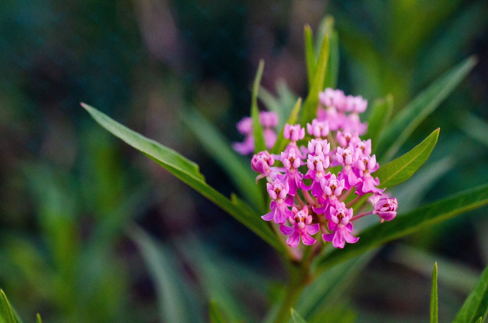 Nikon D7000 sample photo. Milkweed, pink, flower photography