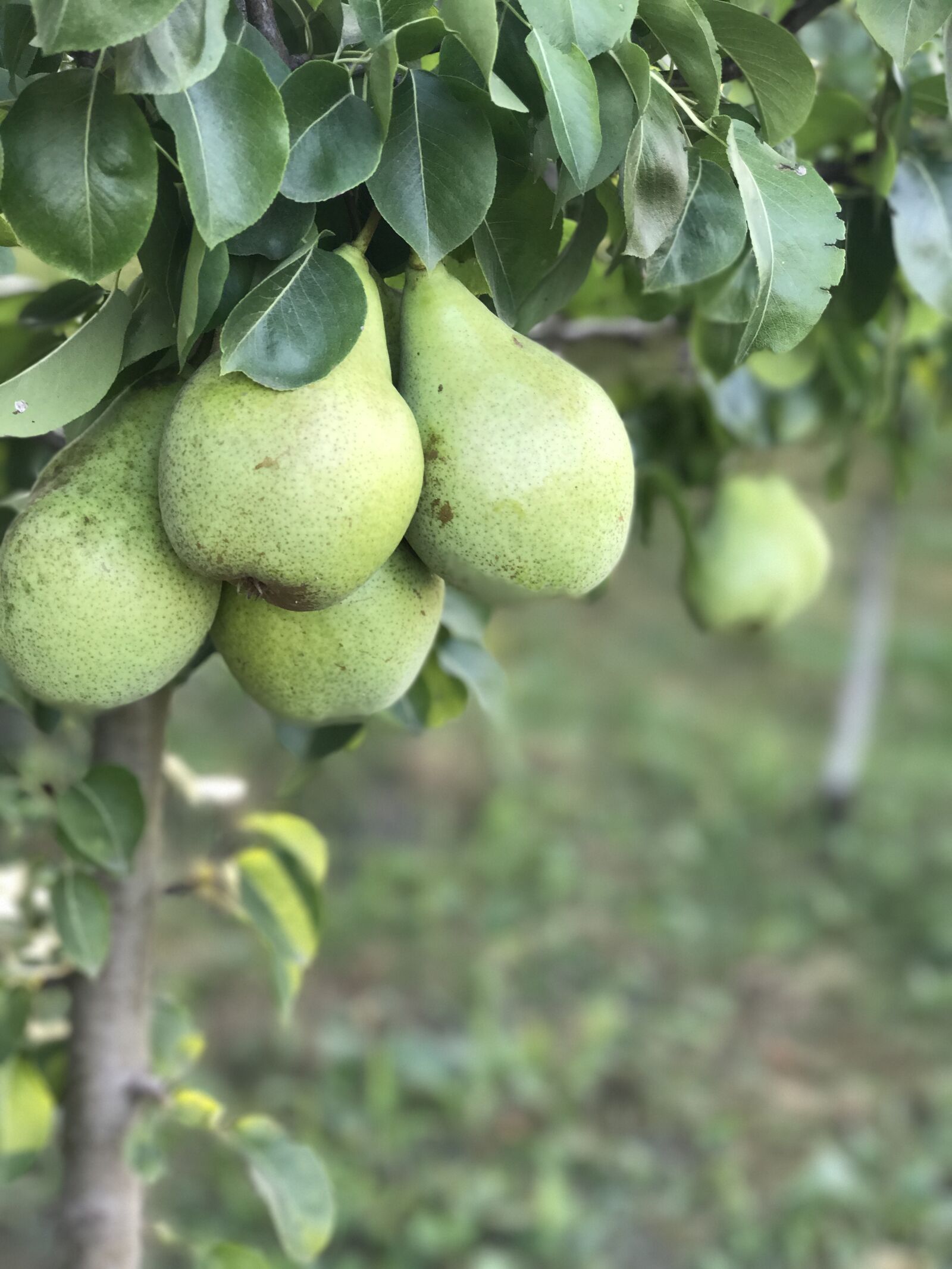 Apple iPhone 7 Plus sample photo. Pears, pear, tree photography