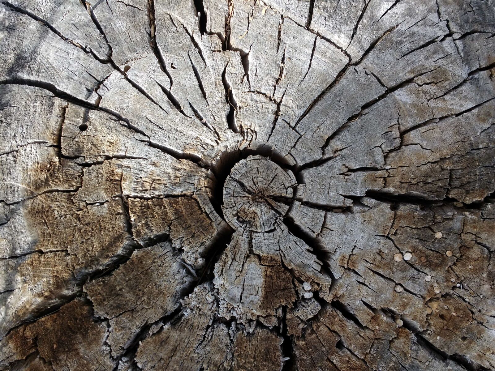Motorola MotoG3 sample photo. Tree, texture, rough, wood photography