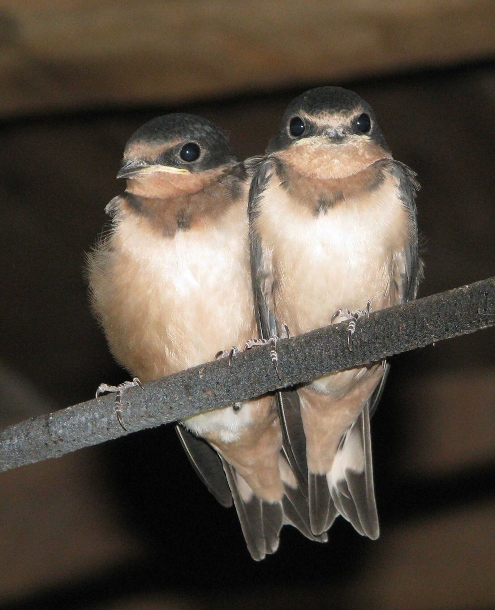 Canon POWERSHOT S5 IS sample photo. Barn swallow, swallowlings, juveniles photography