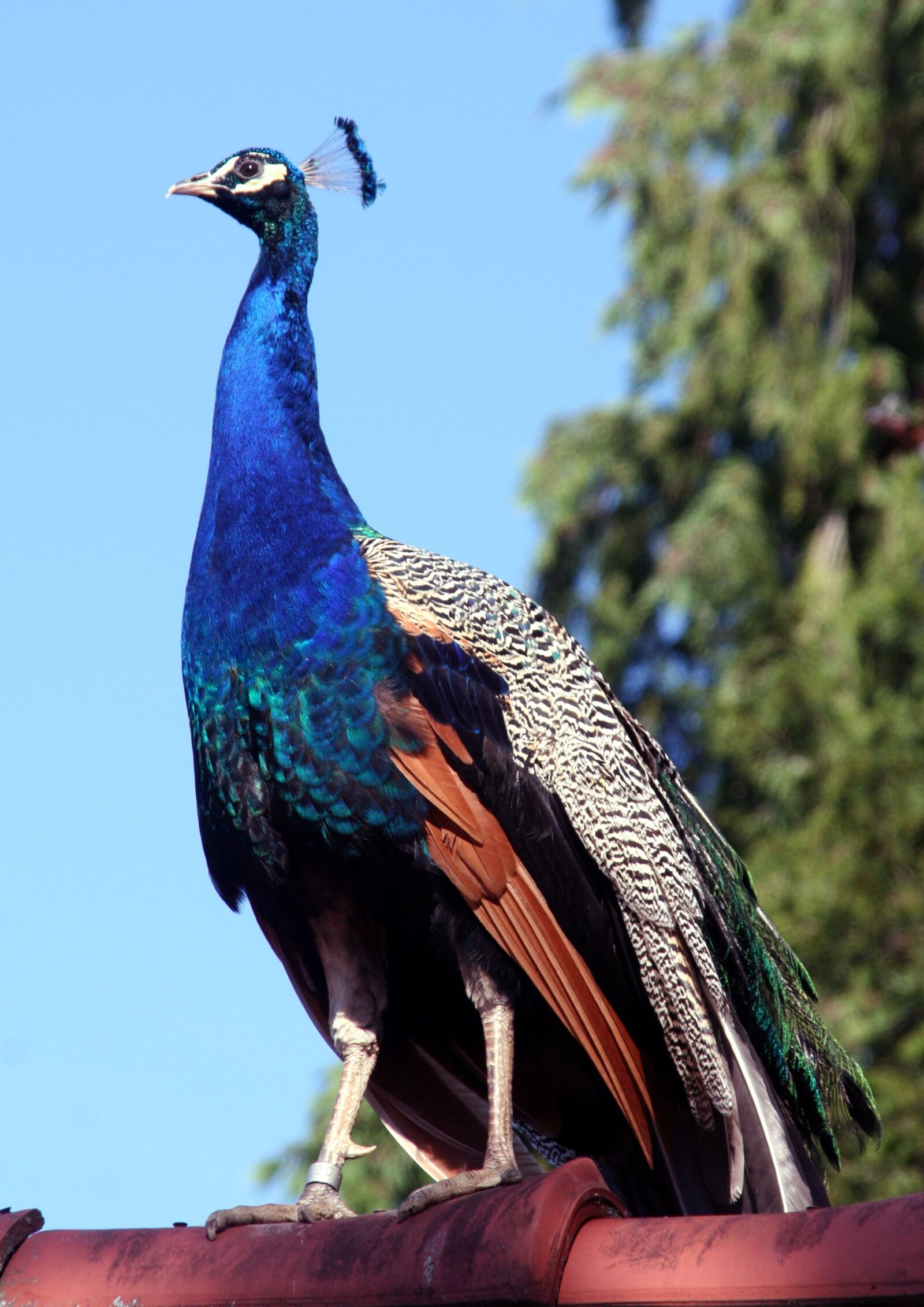 Canon EOS 350D (EOS Digital Rebel XT / EOS Kiss Digital N) sample photo. Bird, peacock, feathers photography