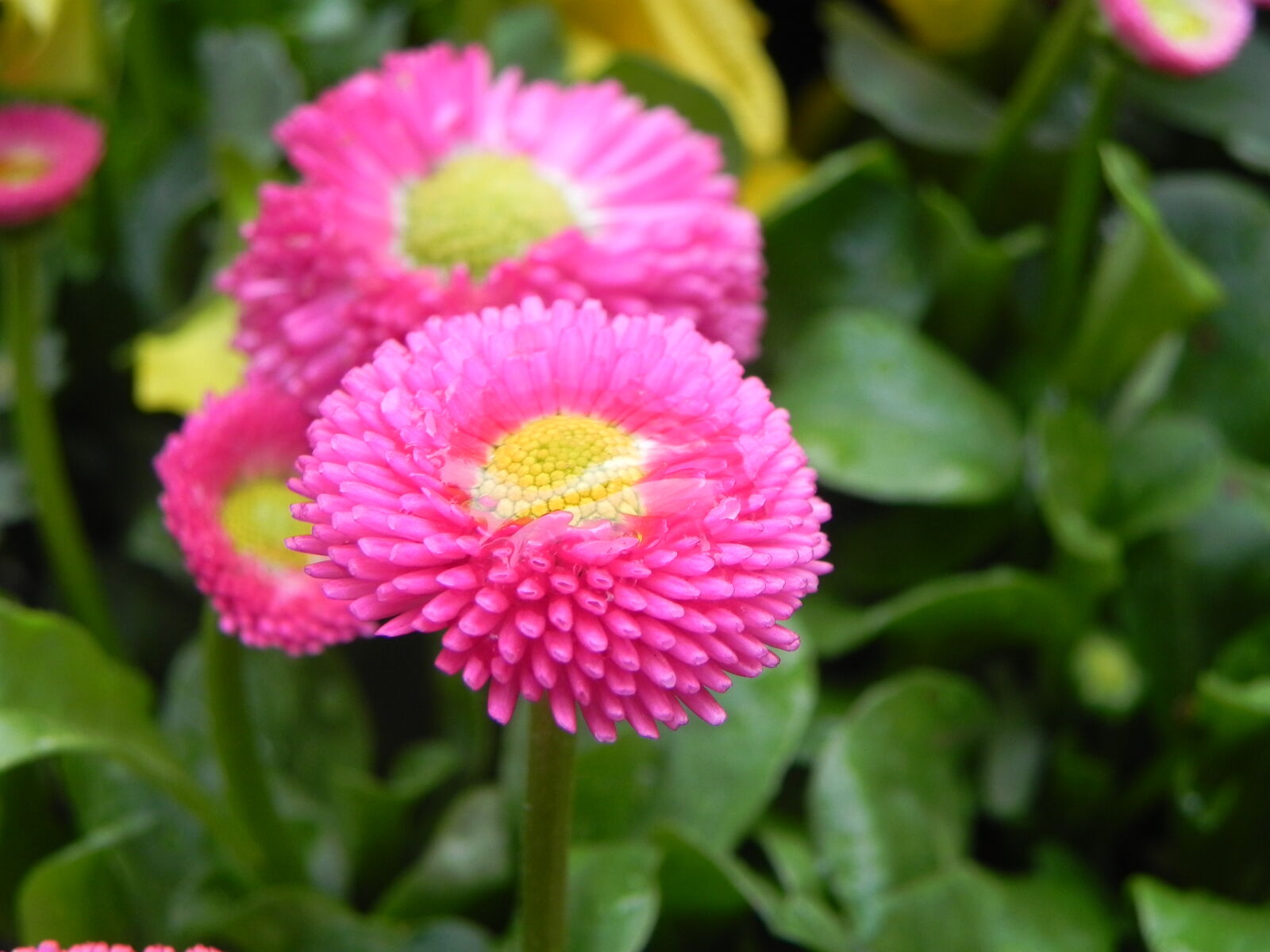 Nikon Coolpix P100 sample photo. Flower, pink, spring photography