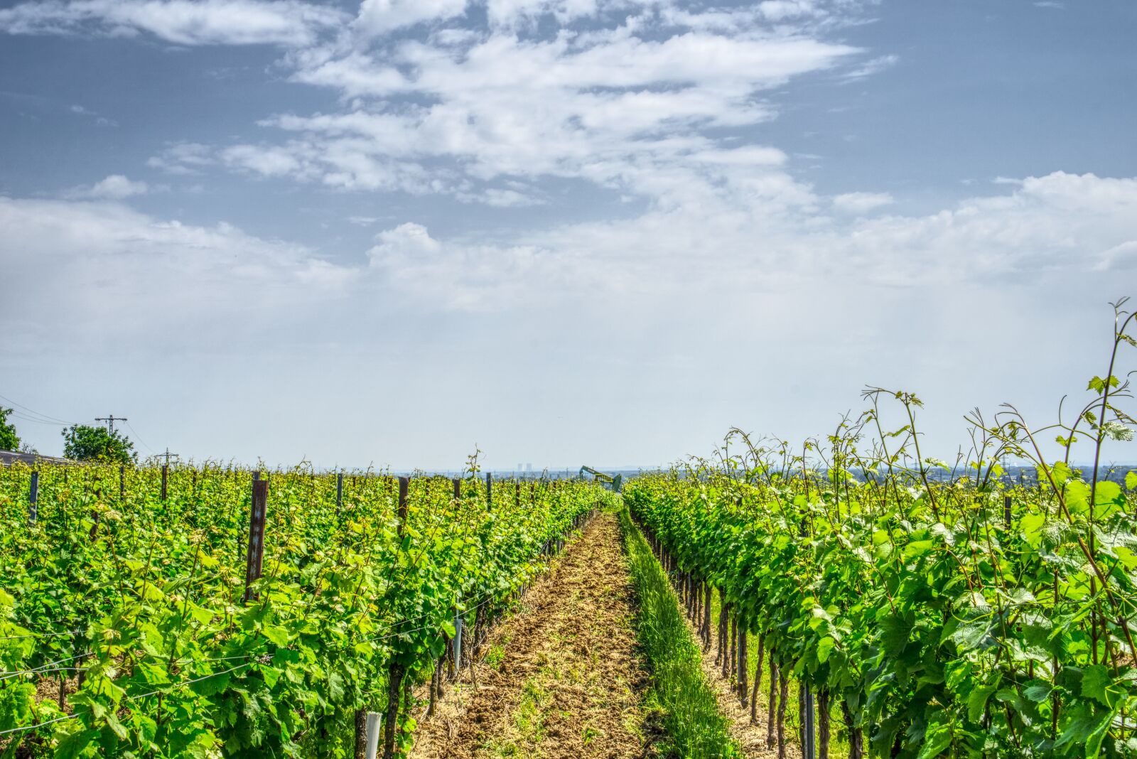 Sony a6000 + Sony E 35mm F1.8 OSS sample photo. Vineyard, grapevine, vine photography
