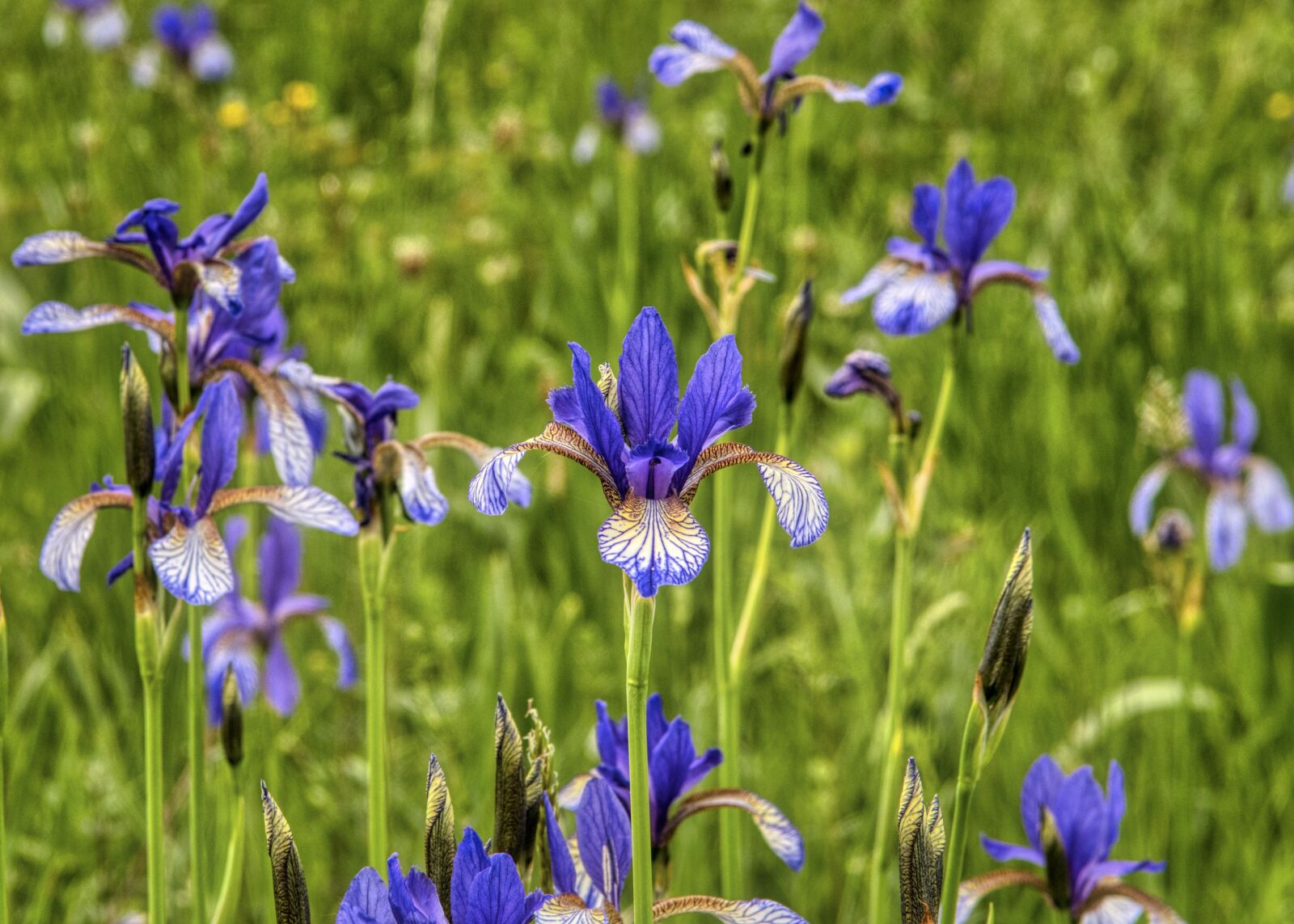 Nikon D7500 sample photo. Siberian schwertlilie, iris, wild photography