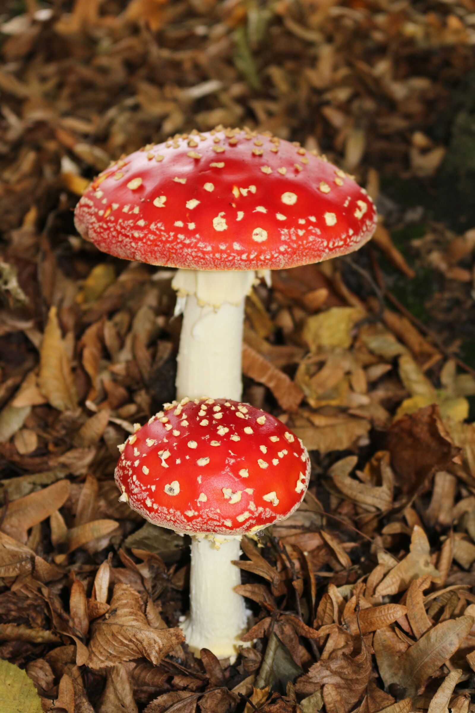 Canon EOS 700D (EOS Rebel T5i / EOS Kiss X7i) sample photo. Amanita muscaria, red, two photography