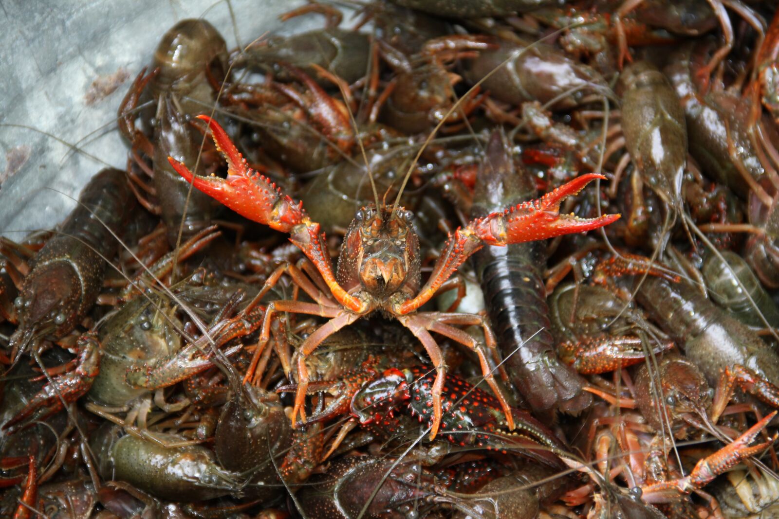 Canon EOS 50D sample photo. Crawfish, boil, crayfish photography