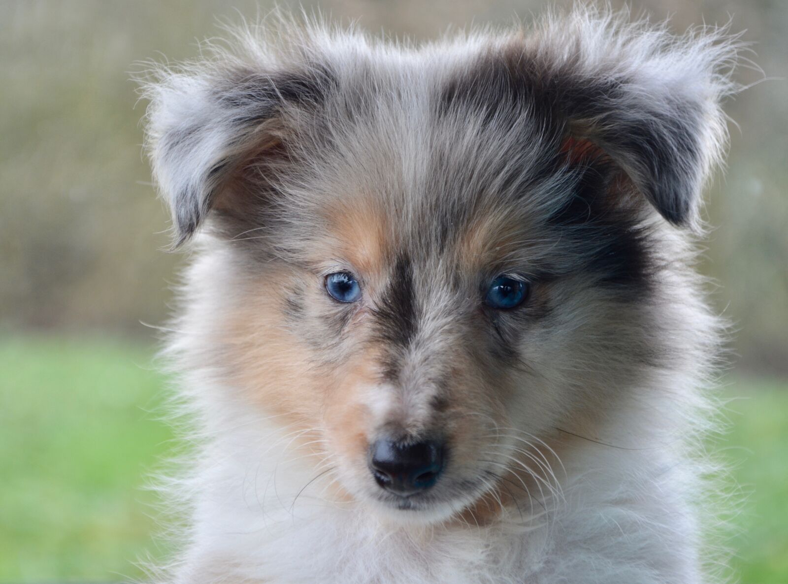 Nikon D5200 sample photo. Puppy, pup, bitch photography