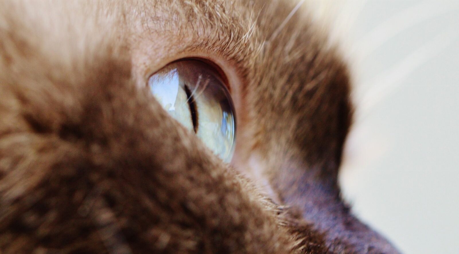 Nikon D3200 sample photo. Cat, eye, close up photography