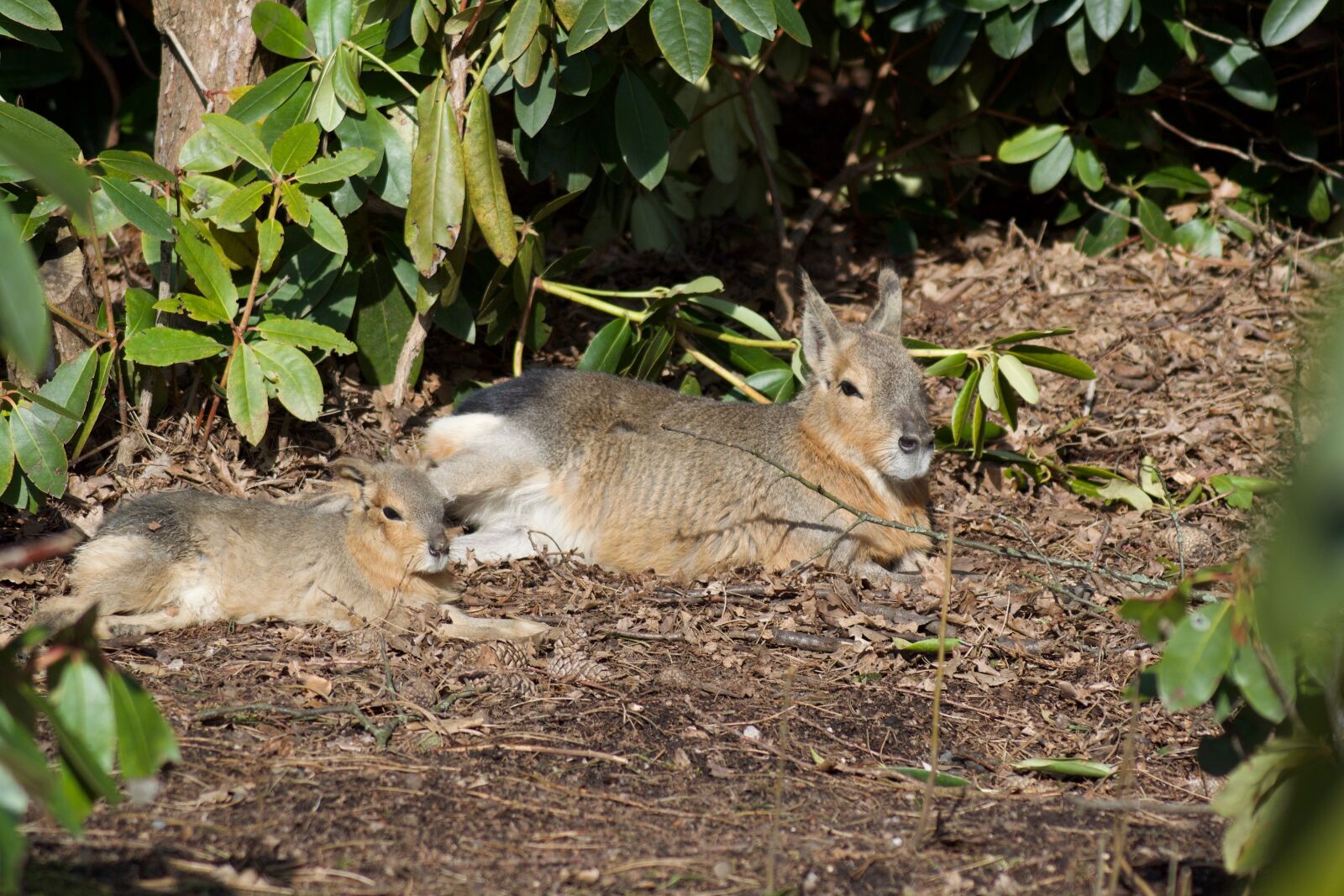Nikon D3100 sample photo. Animal world, nature, mammal photography