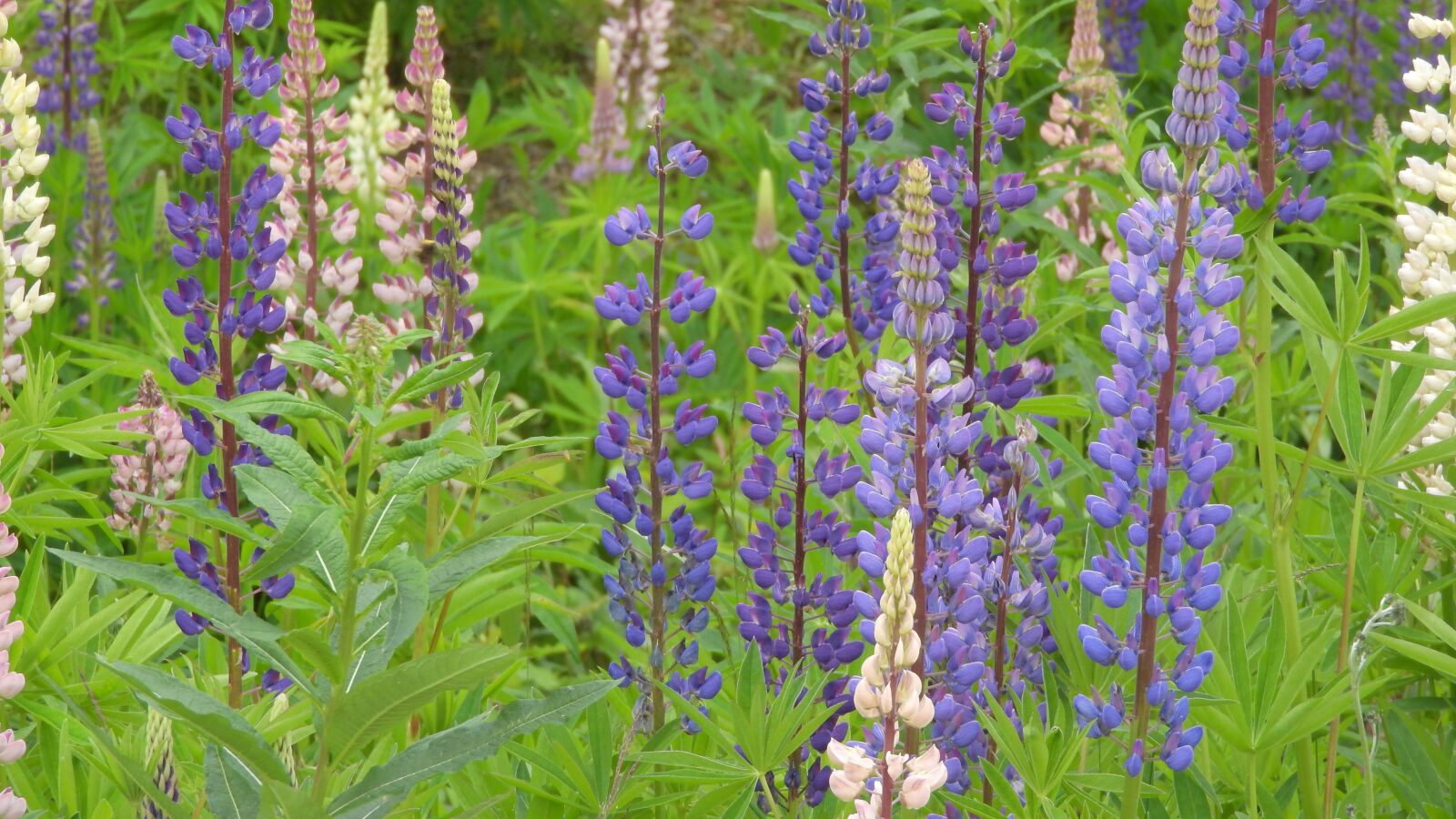 Nikon Coolpix P610 sample photo. Lupine, lupines, lupinus photography