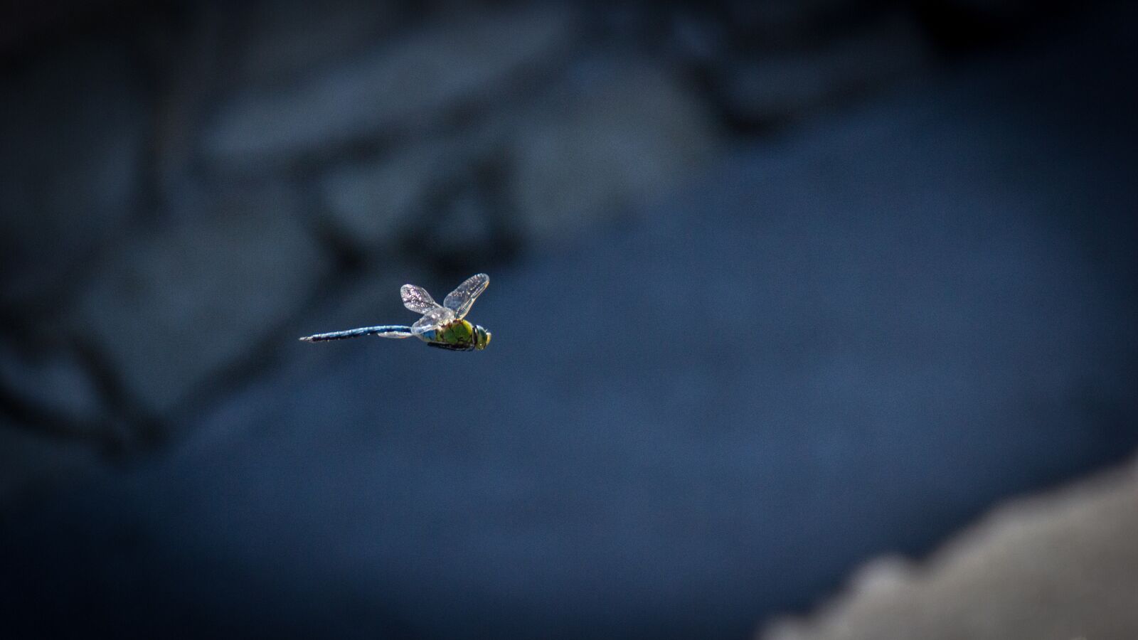 Canon EOS 550D (EOS Rebel T2i / EOS Kiss X4) sample photo. Dragonfly, insect, wings photography