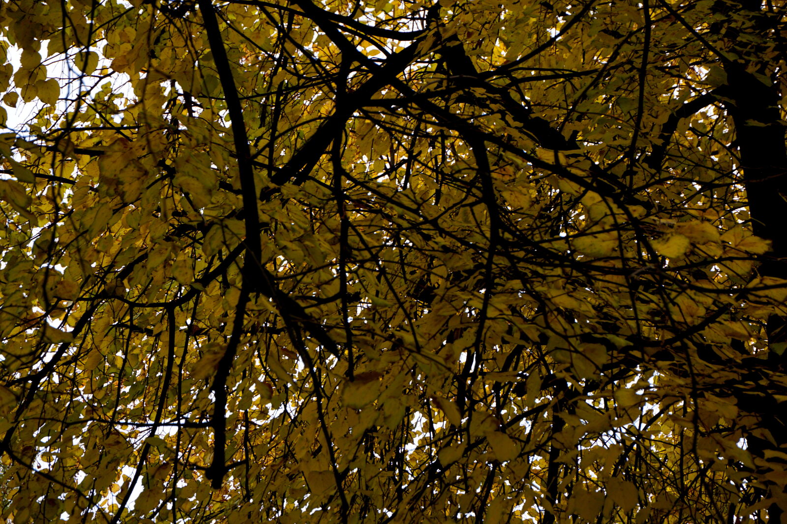 Sony a6000 sample photo. Autumn, leaves, trees, yellow photography