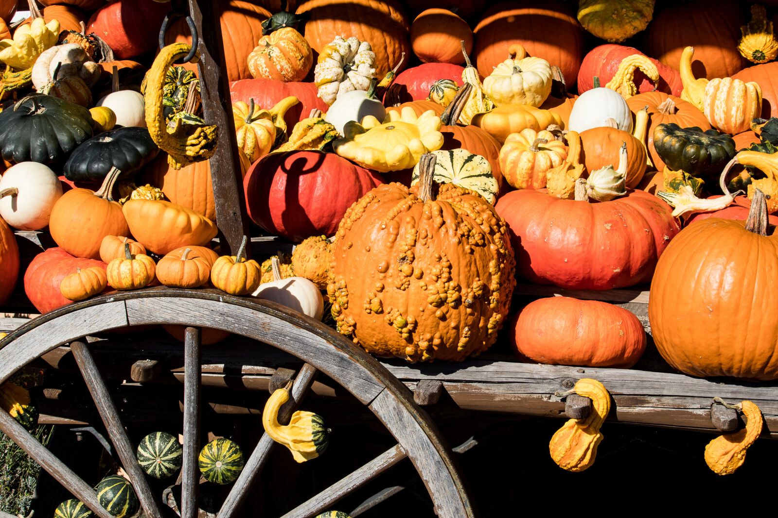 Canon EOS 80D sample photo. Pumpkin, pumpkins, decoration photography