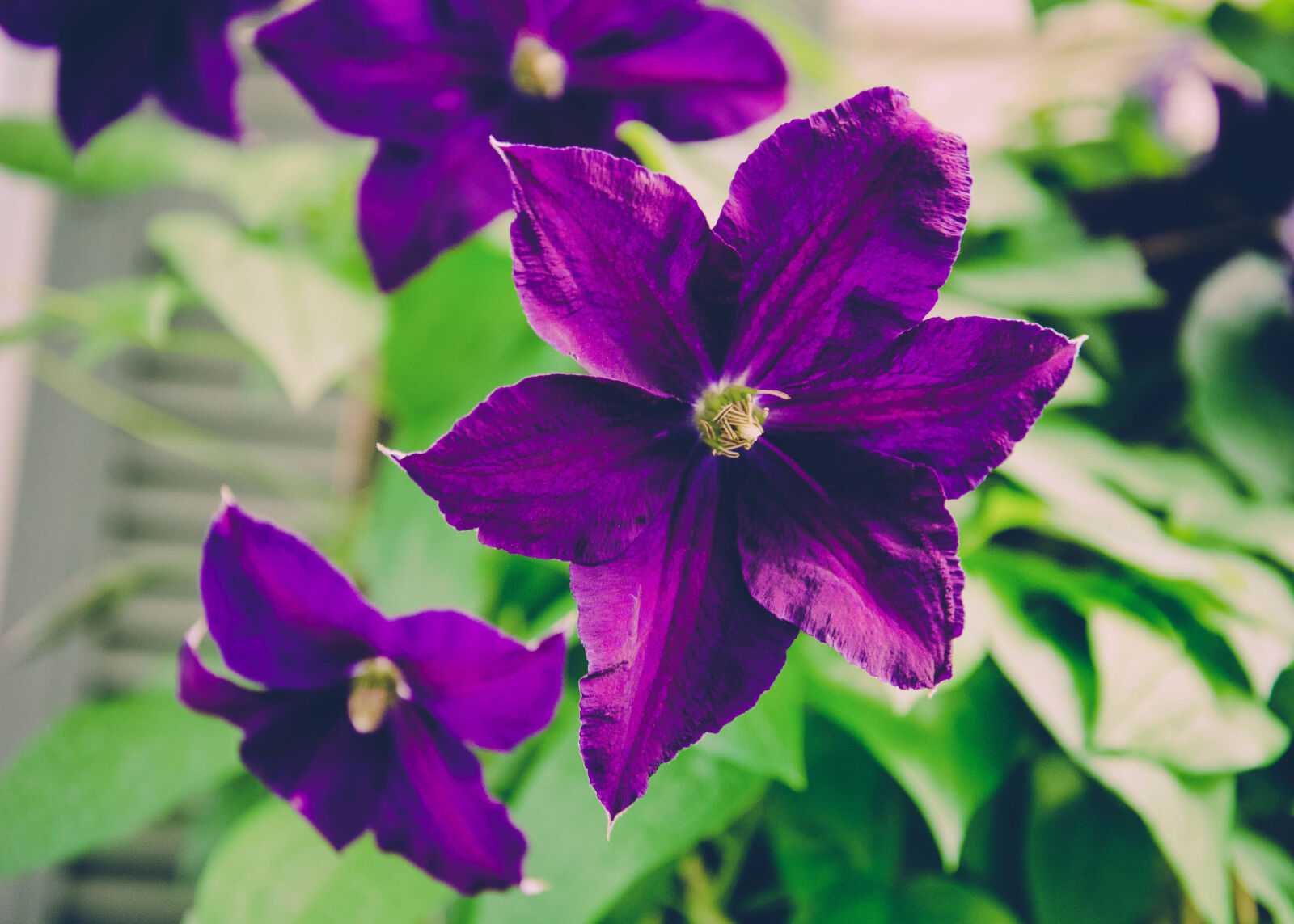 Nikon D7000 sample photo. Clematis, flower, garden, purple photography