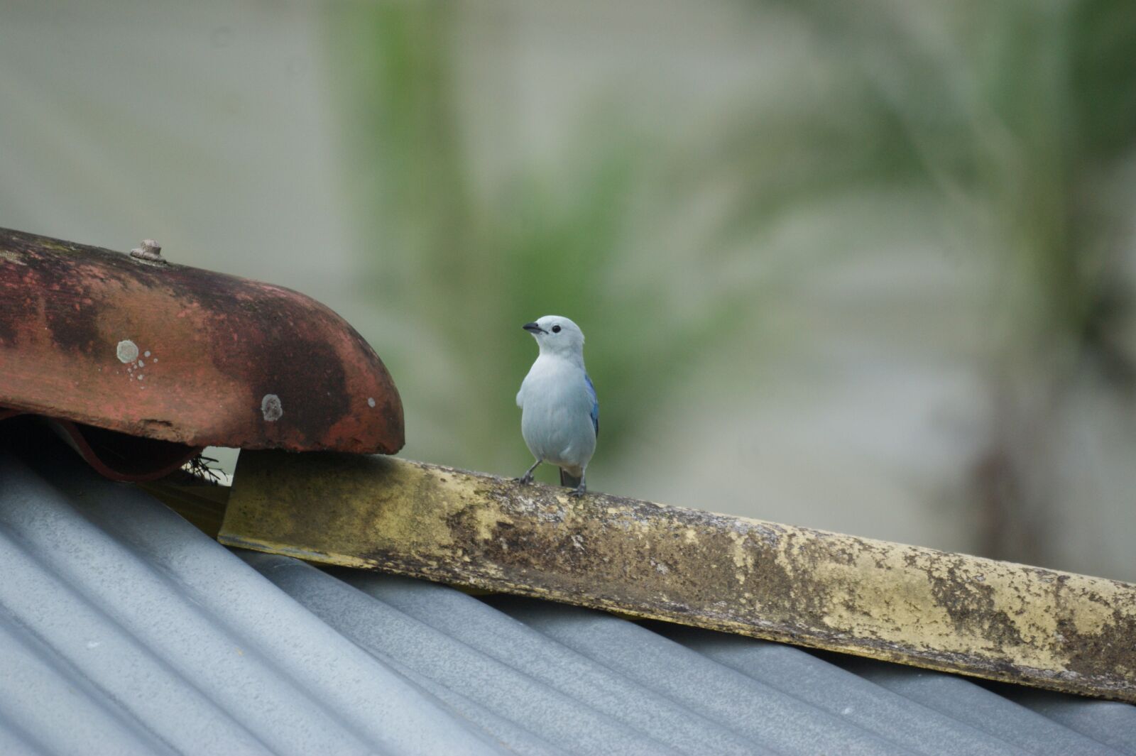 Sony Alpha DSLR-A390 sample photo. Landscapes, the, india photography