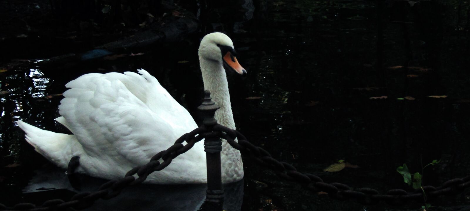 Canon PowerShot SX410 IS sample photo. Swan, pond, nature photography