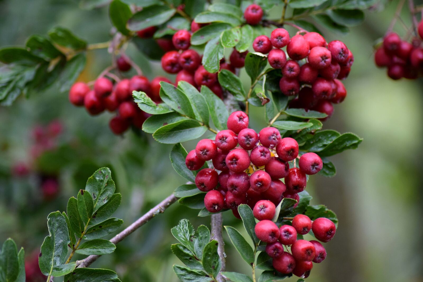 Nikon D3300 sample photo. Rowan, sorb, rowan-tree photography