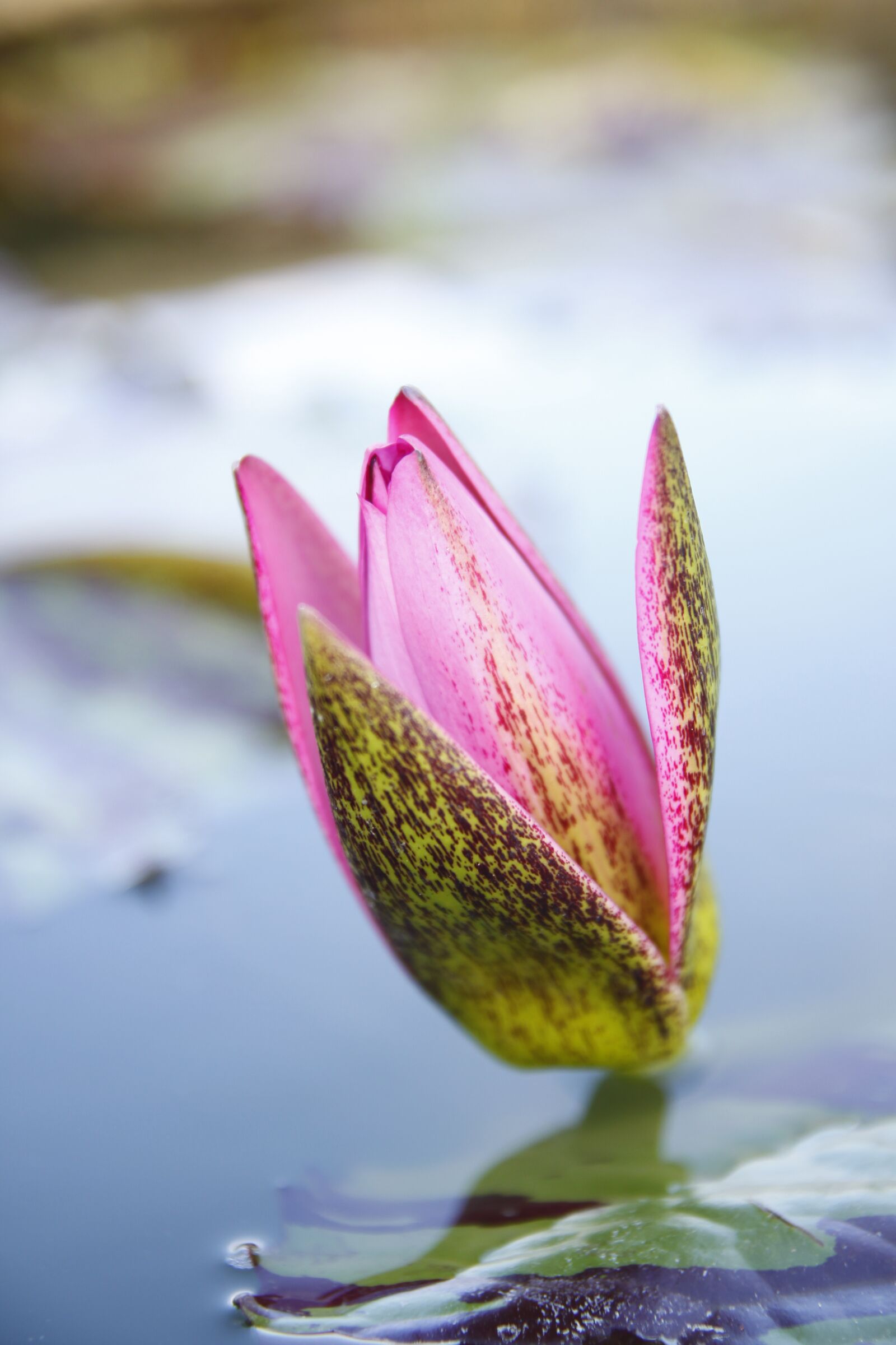 Canon EOS 50D sample photo. Pink water lily, pond photography