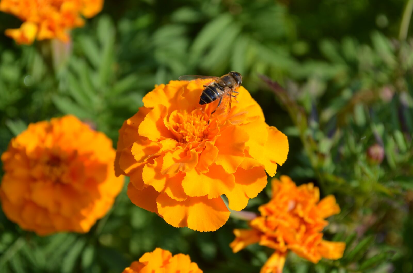 Nikon D5100 sample photo. Bee, flower, insect photography