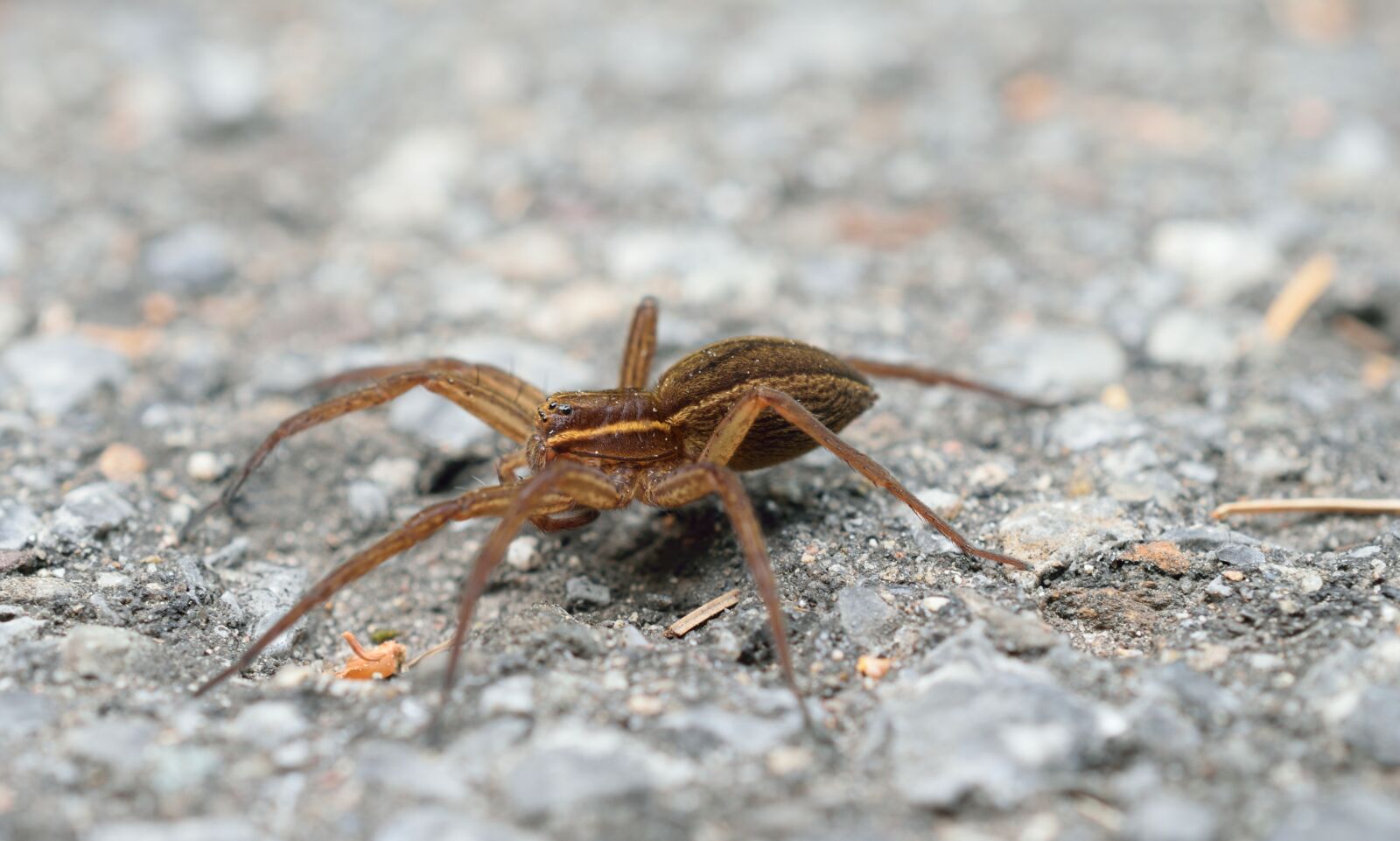 Nikon D5300 sample photo. Spider, summer, morning photography