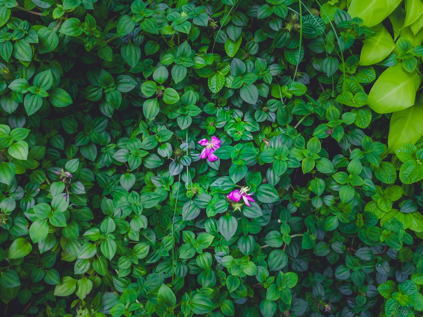 Fujifilm X30 sample photo. Flowers, chrysanthemum flower, pink photography